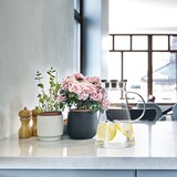 thumbnail of Relaxdays Glaskaraffe, 1,8 l, mit Deckel, Wasser, Saft, Aromawasser, spülmaschinenfest, Wasserkrug, transparent/silber