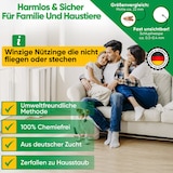 thumbnail of Schlupfwespen gegen Lebensmittelmotten: 3x Lieferungen zur Vollbehandlung / 20