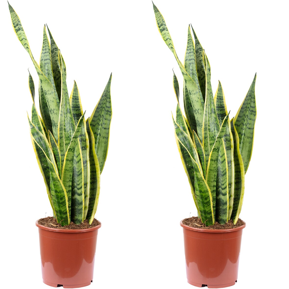 2er-Set Bogenhanf - Sansevieria trifasciata 'Laurentii' - Höhe ca. 65 cm, Topf-⌀ 17 cm