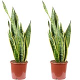 thumbnail of 2er-Set Bogenhanf - Sansevieria trifasciata 'Laurentii' - Höhe ca. 65 cm, Topf-⌀ 17 cm