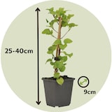 thumbnail of Kletterhortensie - Hydrangea Petiolaris 3er Set Höhe 25-40cm