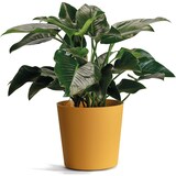 thumbnail of EURO3PLAST Blumentopf Fyre Ø 40 cm mango