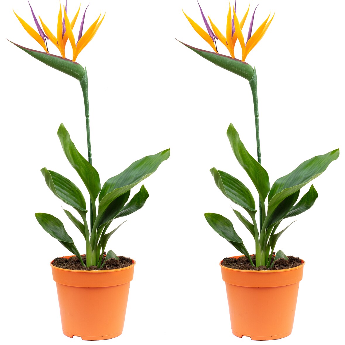 2er-Set Paradiesvogelblume mit Kunstblüte - Strelitzia Reginae - Höhe ca. 35-40 cm, Topf-Ø 13 cm