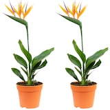 thumbnail of 2er-Set Paradiesvogelblume mit Kunstblüte - Strelitzia Reginae - Höhe ca. 35-40 cm, Topf-Ø 13 cm