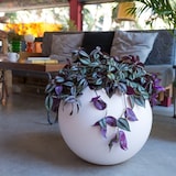 thumbnail of WellHome - Blumentopf Modell "Omega Collection", Ø48x42cm, Farbe Anthrazit