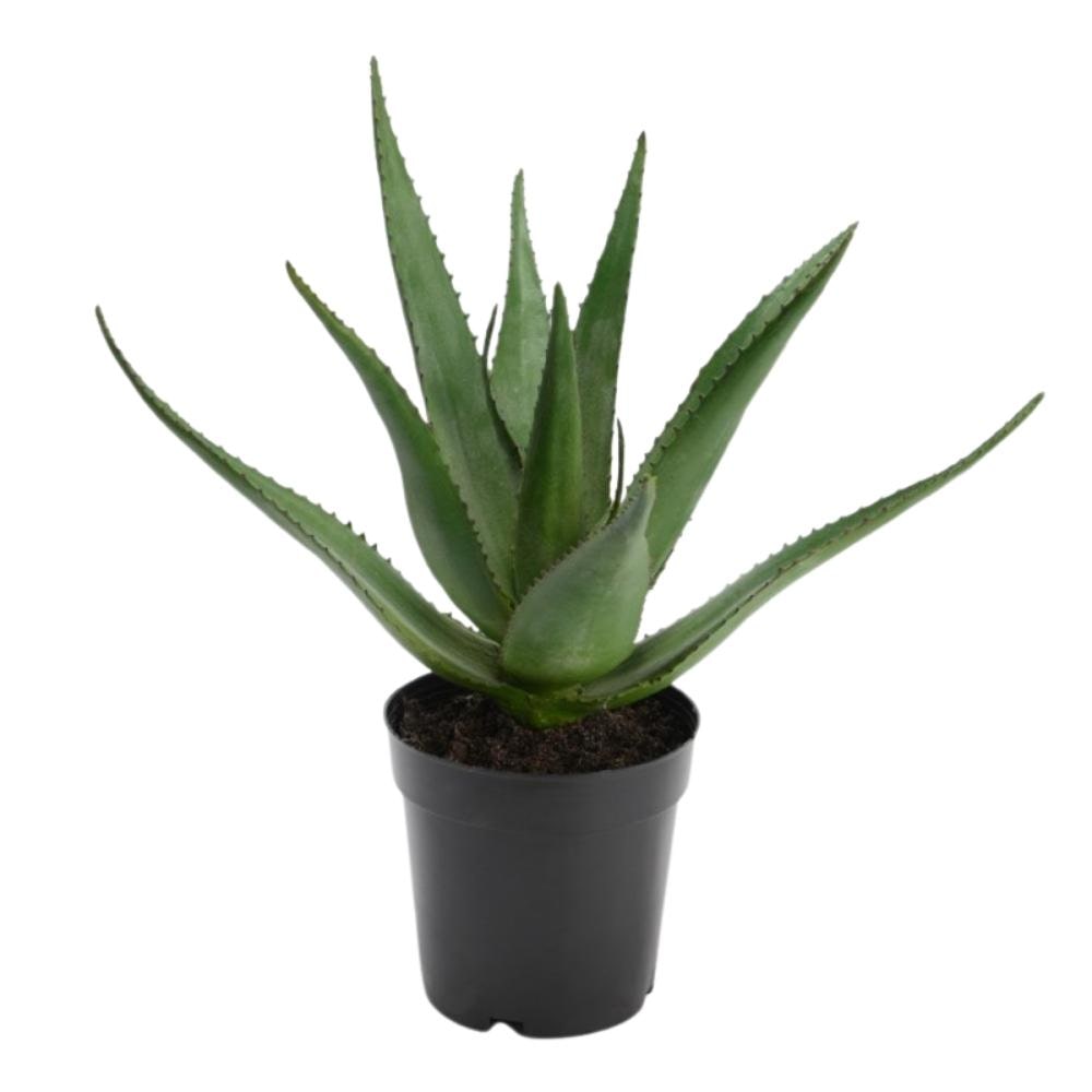 Aloe Vera Verox H38 cm -  Vert Autre forme Plastique Lou De Castellane 0.01x0.01 cm