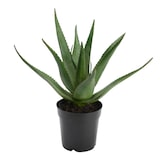 thumbnail of Aloe Vera Verox H38 cm -  Vert Autre forme Plastique Lou De Castellane 0.01x0.01 cm