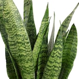 thumbnail of Bogenhanf, pflegeleicht & elegant - Sansevieria zeylanica - ca. 60 cm hoch, Topf-Ø 17 cm