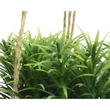 thumbnail of Planta Artificial Colgada Modelos Varios Ø8X12Cm