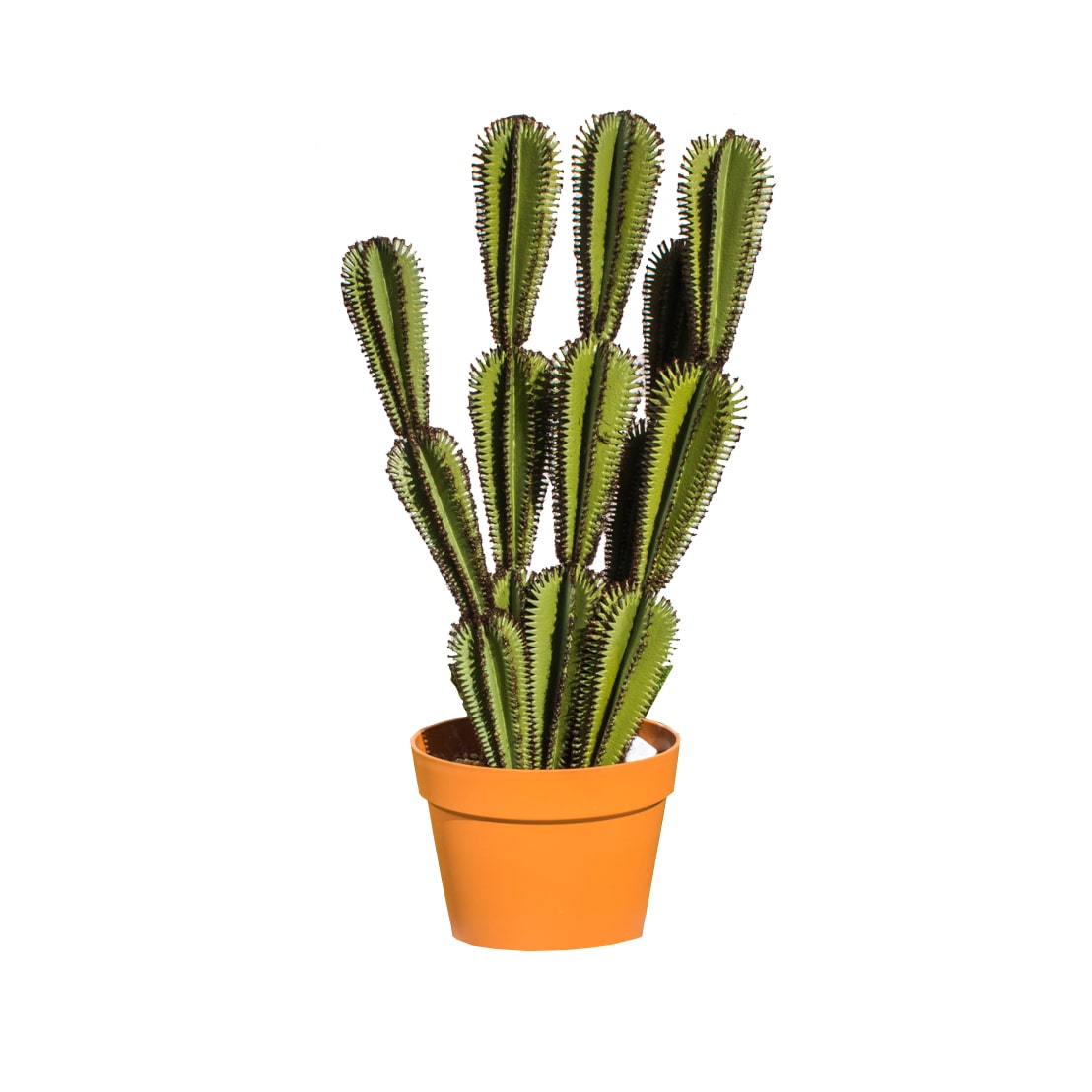 Cactus Euphorbia Suzannae 90 Cm
