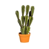 thumbnail of Cactus Euphorbia Suzannae 90 Cm