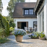 thumbnail of Bleiwurz - Plumbago auriculata 3er Set Höhe 25-40cm