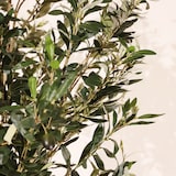 thumbnail of Planta artificial Olivo Rústico 180cm - Naturing Monde - Interior
