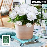 thumbnail of WAGNER Pflanzenroller HOLIDAY 38 x 38 x 9,5 cm, außen&innen, Holz türkis, Softrollen, max. 120 kg, EU Ware - 20041301