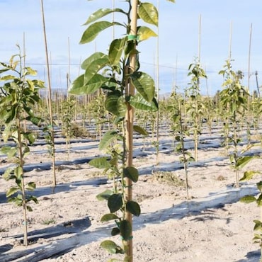 Bala Tutor Bambú 90 cm - Ø8/10: 500 Ud.