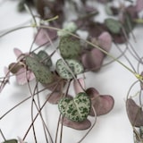 thumbnail of Ceropegia linearis Woodii - Leuchterblume Höhe 20-30cm