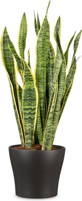 thumbnail of Scheurich ANTHRAZIT      17/808 Übertöpfe