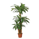 thumbnail of Dracena 145 Cm