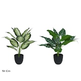 thumbnail of Maceta Planta x12-51cm Mod B