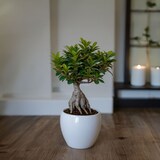 thumbnail of Bonsai - Ficus Ginseng Topf Höhe 30-40cm