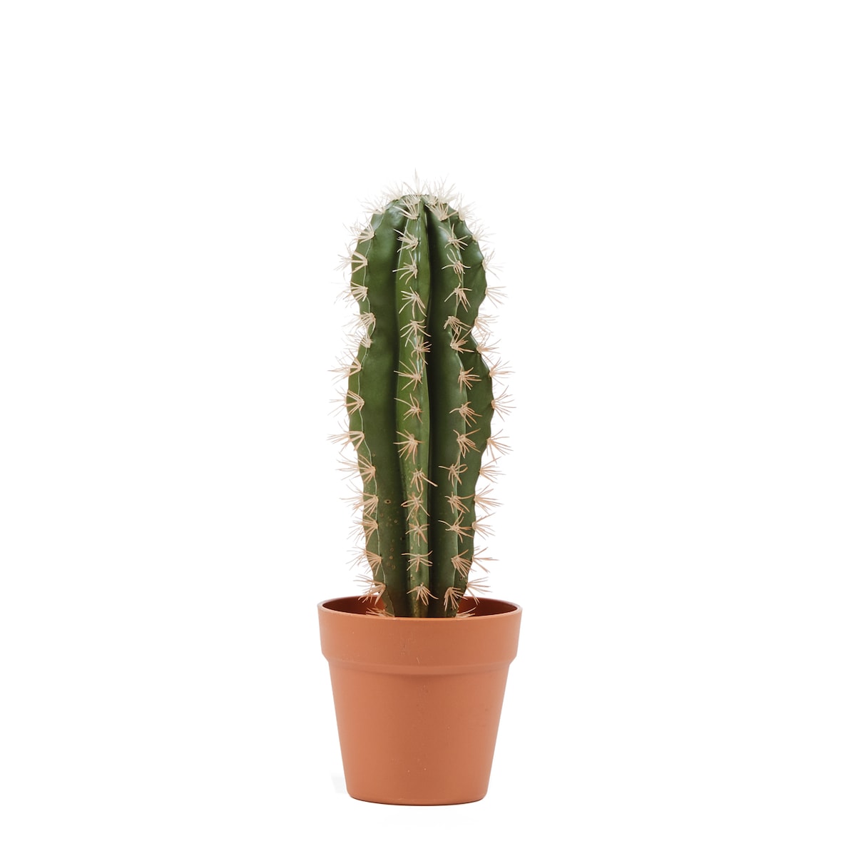 Cactus Stetsonia Coryne 43 Cm