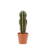 thumbnail of Cactus Stetsonia Coryne 43 Cm