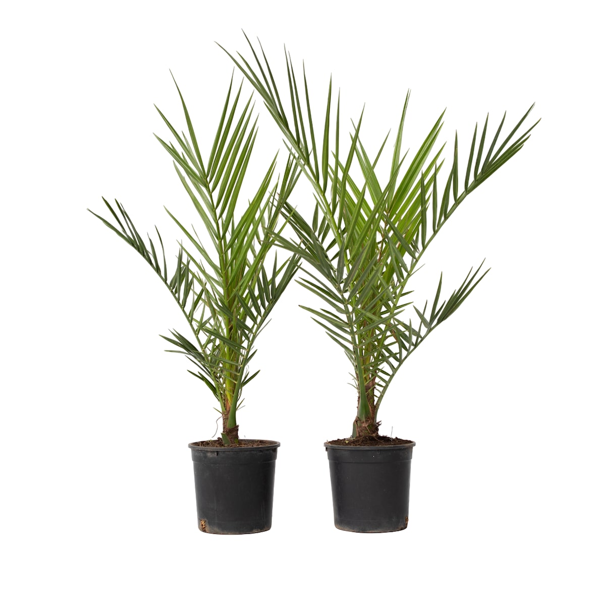 Dadelpalm - Phoenix Canariensis - Set van 2 Hoogte 50-60cm