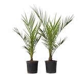 thumbnail of Dadelpalm - Phoenix Canariensis - Set van 2 Hoogte 50-60cm