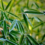 thumbnail of Bambou non traçant - Fargesia Rufa - Set de 3 Hauteur 25-40cm