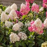 thumbnail of Hortensia paniculé - Hydrangea Mélange de 3 Hauteur 25-35cm