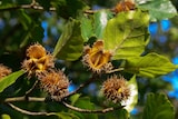 thumbnail of Huhn, Hahn oder beides als Set aus Buche Osterdeko V-40.11-Hahn und Huhn