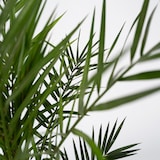 thumbnail of Dadelpalm - Phoenix Canariensis Set van 2 Hoogte 80-100cm