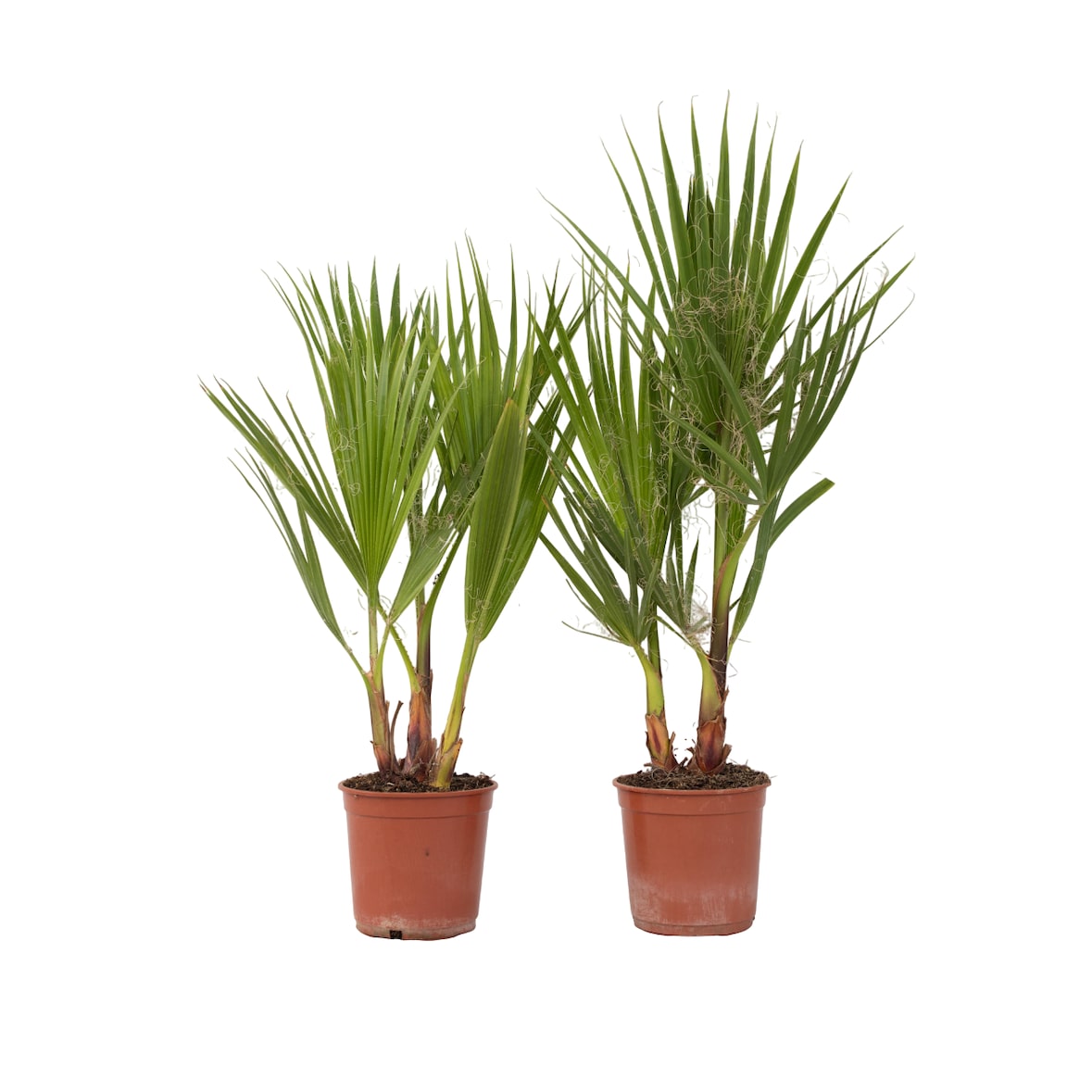 Washingtonia Robusta - Mexikanische Fächerpalme 2er Set Höhe 50-60cm