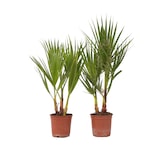 thumbnail of Washingtonia Robusta - Mexikanische Fächerpalme 2er Set Höhe 50-60cm