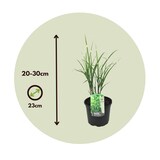 thumbnail of Zebra-Chinaschilf - Miscanthus sinensis Zebrinus Höhe 20-30cm