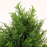 thumbnail of Planta artificial Cipres 125cm | Naturing Monde - Interior e Exterior