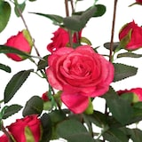 thumbnail of Rosal fucsia artificial de 160 cm para interior