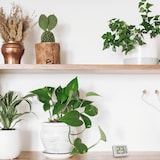 thumbnail of Digitale thermometer, wit