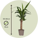 thumbnail of Palmier Yucca - Yucca Elephantipes Set de 3 Hauteur 50-60cm