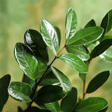 thumbnail of Glücksfeder - Zamioculcas Zamiifolia Höhe 55-65cm