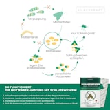 thumbnail of Schlupfwespen gegen Kleidermotten: 6 Lieferungen je 10 Karten (60 Karten gesamt)