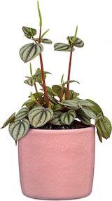 thumbnail of Scheurich 900/18 Übertöpfe ROSEA