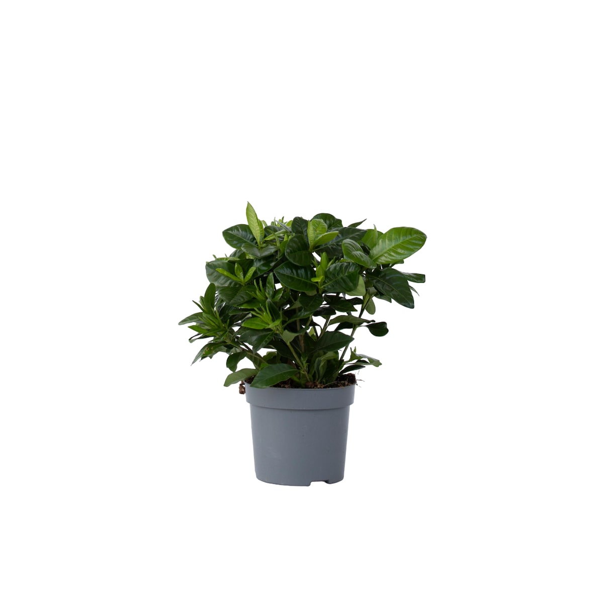 Kaapse Jasmijn - Gardenia Jasminoides Hoogte 20-30cm