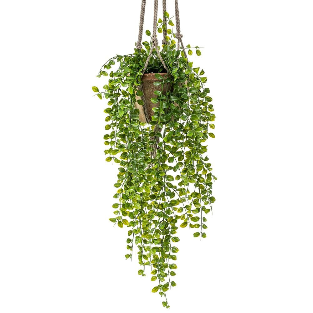 Colgante ARBUSTO FICUS PUMILA de 80 cm (6 unidades)