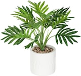 thumbnail of Atmosphera Etnik - Palme mit weißem Zementpflanzgefäß 30x30x29cm