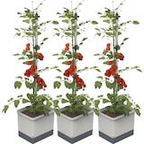 thumbnail of Gusta Garden TOM TOMATO 3er-Set, hellgrau
