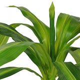 thumbnail of Décoshop26 - Plante artificielle avec pot dracaena 100 cm vert DEC021932