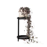 thumbnail of Ceropegia linearis Woodii - Leuchterblume Höhe 20-30cm