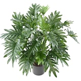 thumbnail of VERT ESPACE plante artificielle philodendron selloum 75 cm