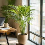 thumbnail of Dypsis Lutescens - Areca - Goudpalm - Kamerplant - Pot 21cm - Hoogte 100-120cm